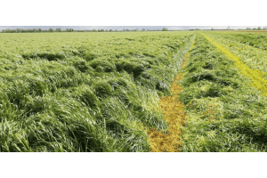 Smakovita Podsiew wyłącznie u dystrybutorów Canagri