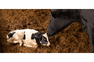 wycielacz do krów Canagri