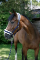Kantar dla konia ze sztucznym futrem, niebieski, Covalliero