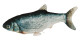 Zabawka dla kota Jumping Fish, 28 cm, Kerbl