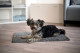 Mata absorbująca kurz dla psa SuperBed Dirt, szara, 100 x 65 cm, Kerbl