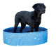 Basen dla psa Bubble, 80 x 80 x 20 cm, niebieski, Kerbl