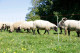 Siatka dla owiec TITAN LIGHT, 50 m, 90 cm, podw. szpic, Kerbl