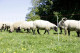 Siatka dla owiec TITAN LIGHT, 50 m, 90 cm, poj. szpic, Kerbl