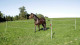 Zestaw ogrodzeniowy dla koni, turniejowy/padokowy, 7 x 7 m, z elektryzatorem, Kerbl
