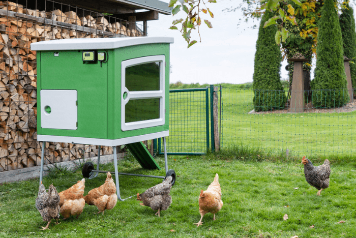 Hobby Farming dla każdego #3 Kurnik i ogrodzenie