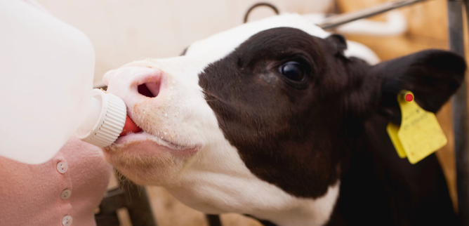 Na dobry start<br>wycielanie i odch&oacute;w cieląt