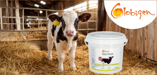 Biegunka u cieląt? <br> Działaj od razu