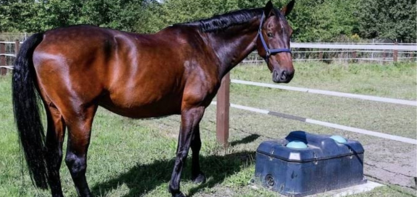 poidło niezamarzające, podgrzewane, canagri, poidło podgrzewane, poidlo izolowane, zaw&oacute;r pływakowy, polietylan, niezamarzające, konie, dla koni, dla bydła, poidła dla bydła, poidła dla koni, zima, hodowla zimą