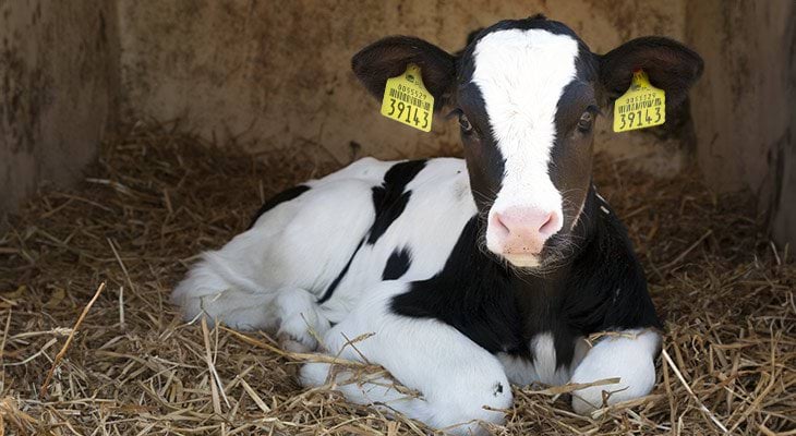 Krowa z kolczykami Canagri