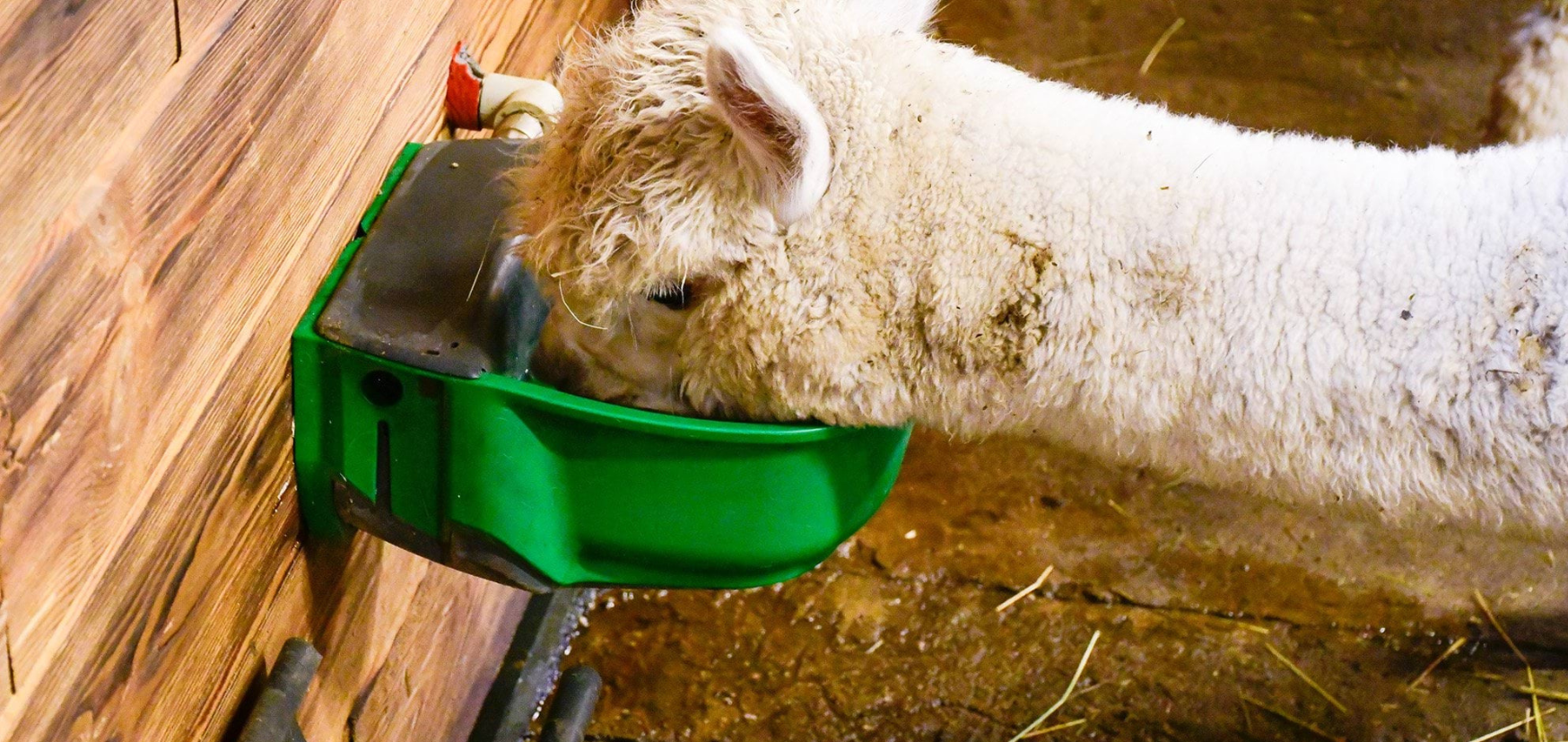  poidło niezamarzające, podgrzewane, canagri, poidło podgrzewane, poidlo izolowane, zaw&oacute;r pływakowy, polietylan, niezamarzające, konie, dla koni, dla bydła, poidła dla bydła, poidła dla koni, zima, hodowla zimą